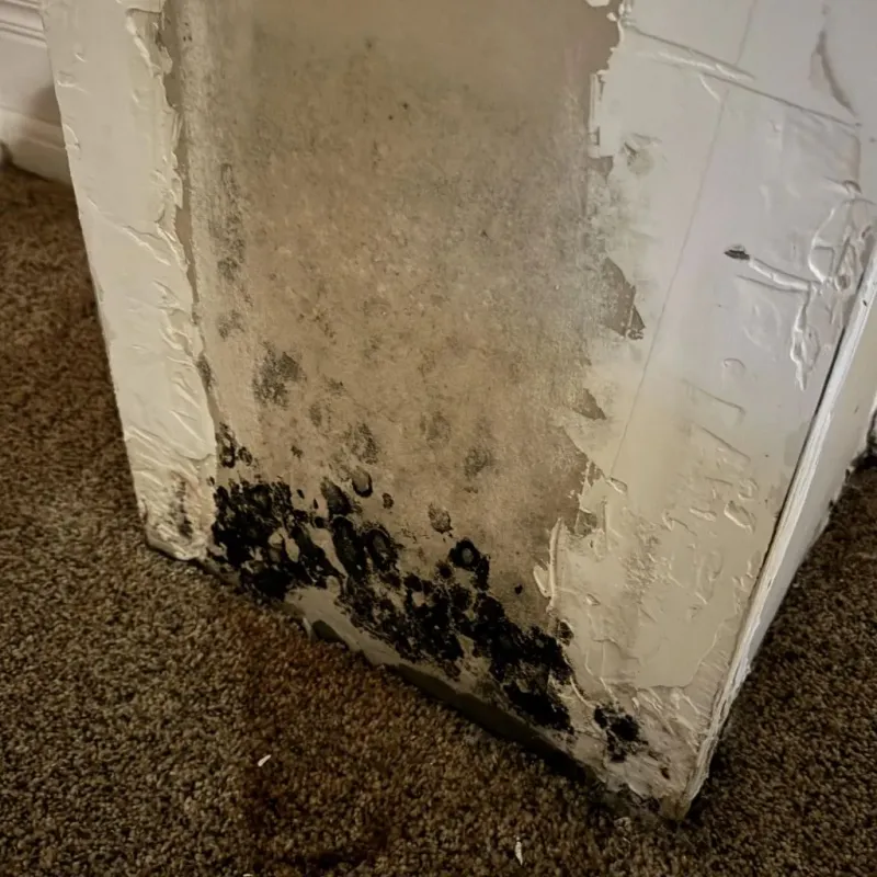 Professional Mold Removal in Berryville, AR